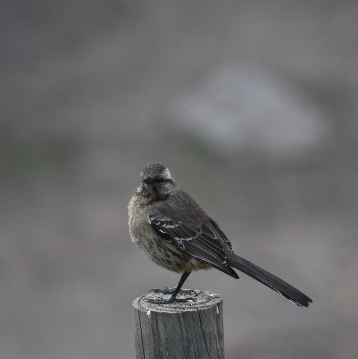 Chilean Mockingbird - ML623450741