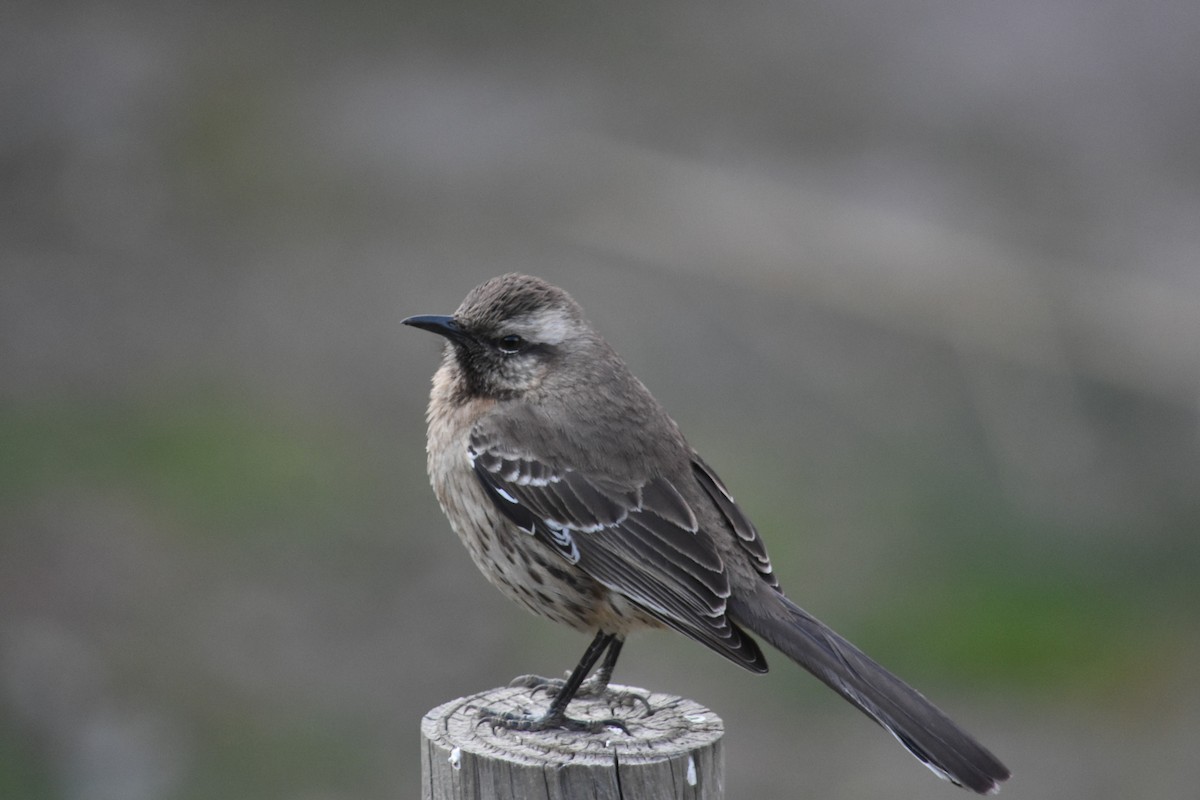 Chilean Mockingbird - ML623450742