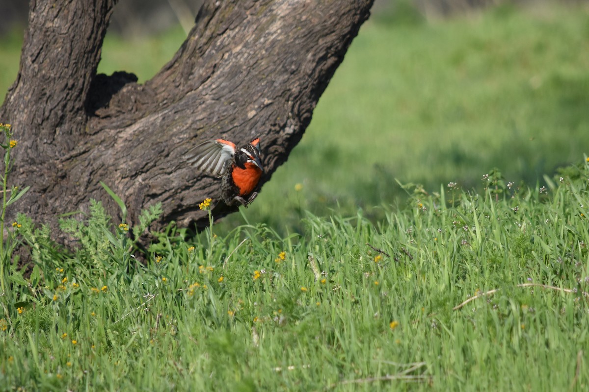 Long-tailed Meadowlark - ML623450748