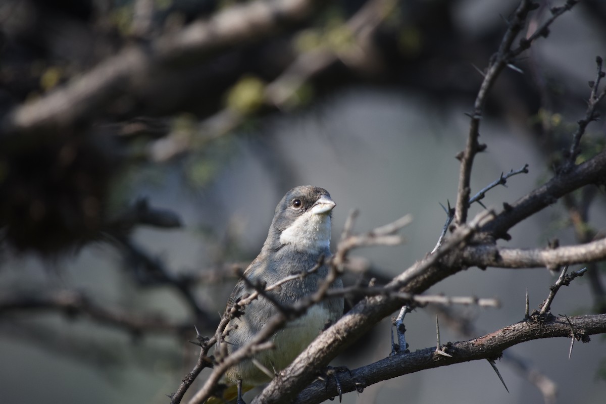 Diuca Finch - ML623450758