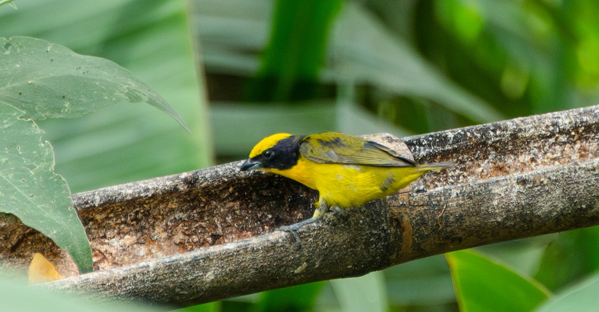 Thick-billed Euphonia - ML623450781