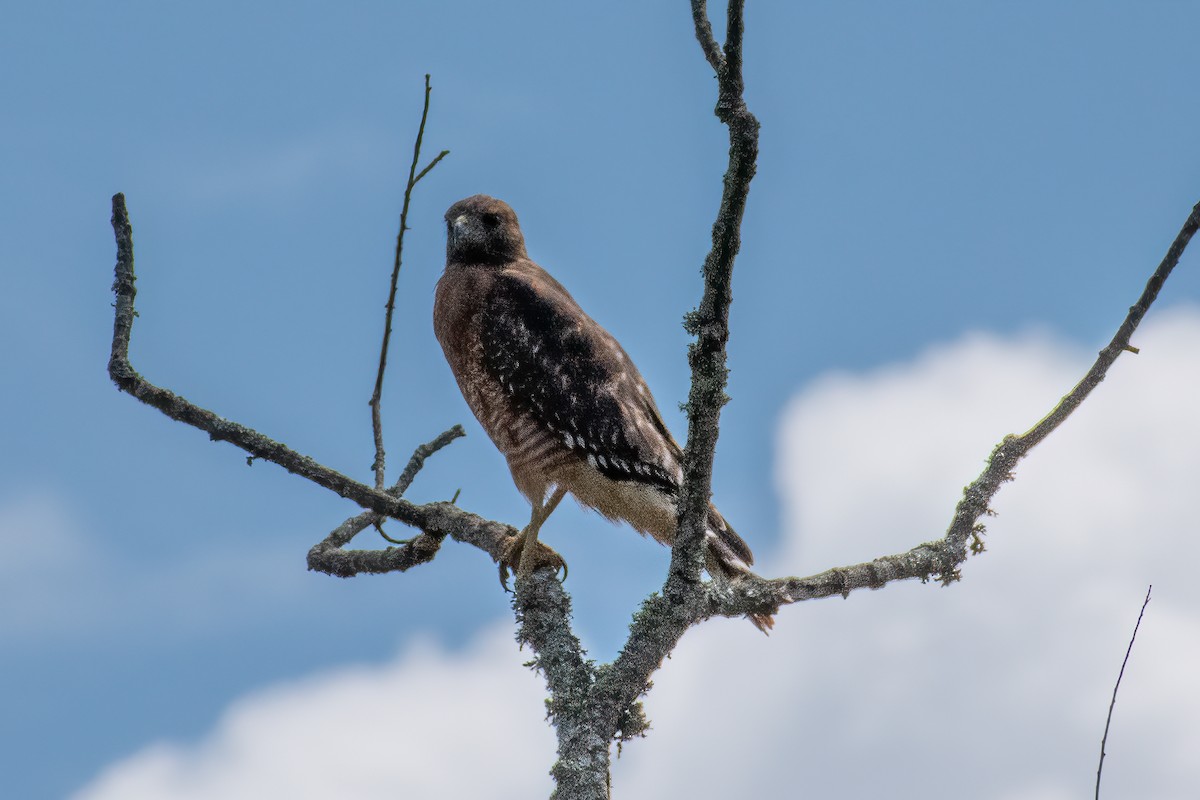 Red-shouldered Hawk - ML623450783