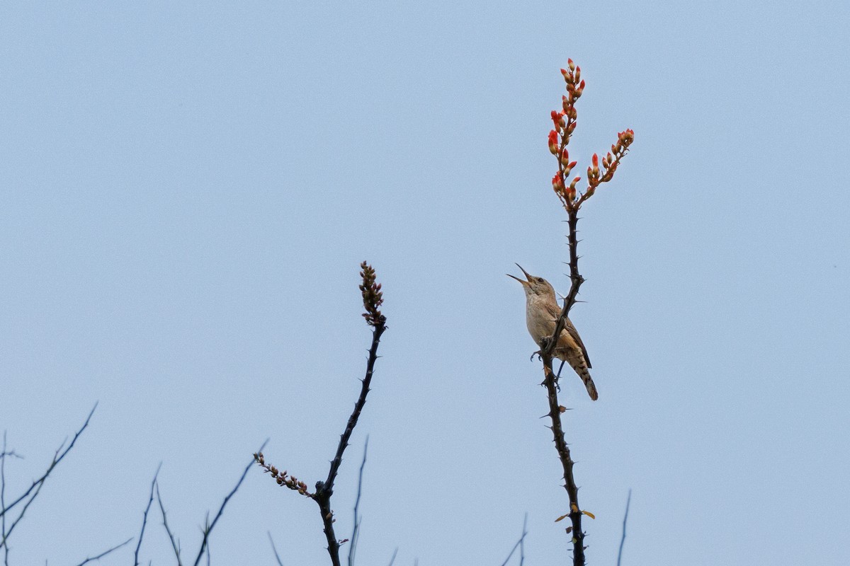 Rock Wren - ML623450800