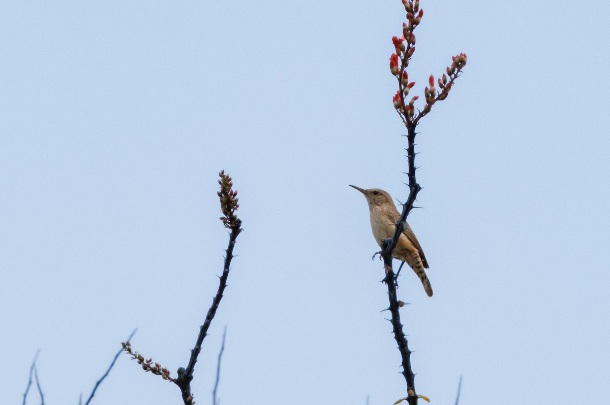 Rock Wren - ML623450801