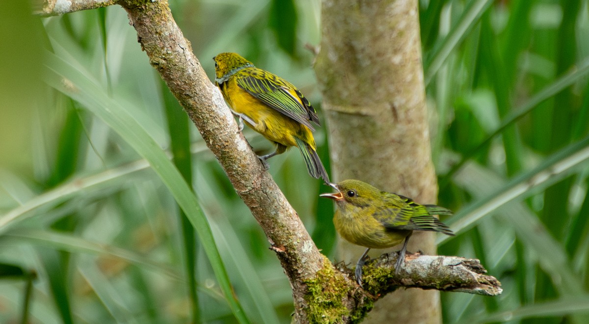 Silver-throated Tanager - ML623450806