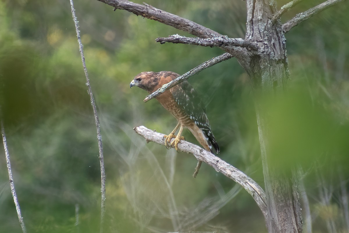 Red-shouldered Hawk - ML623450808