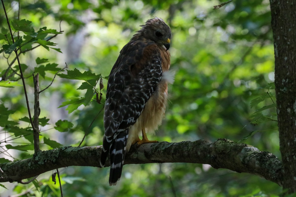 Red-shouldered Hawk - ML623450809