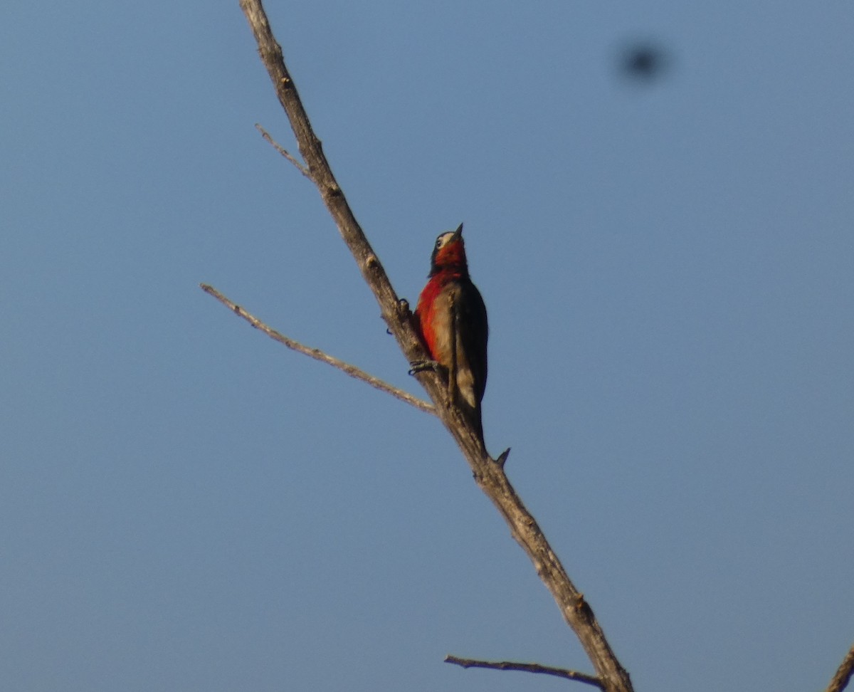 Puerto Rican Woodpecker - ML623450819