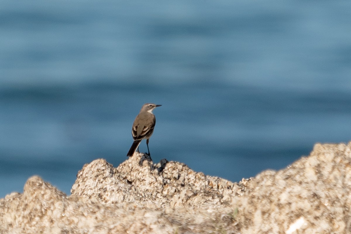 Cape Wagtail - ML623450820