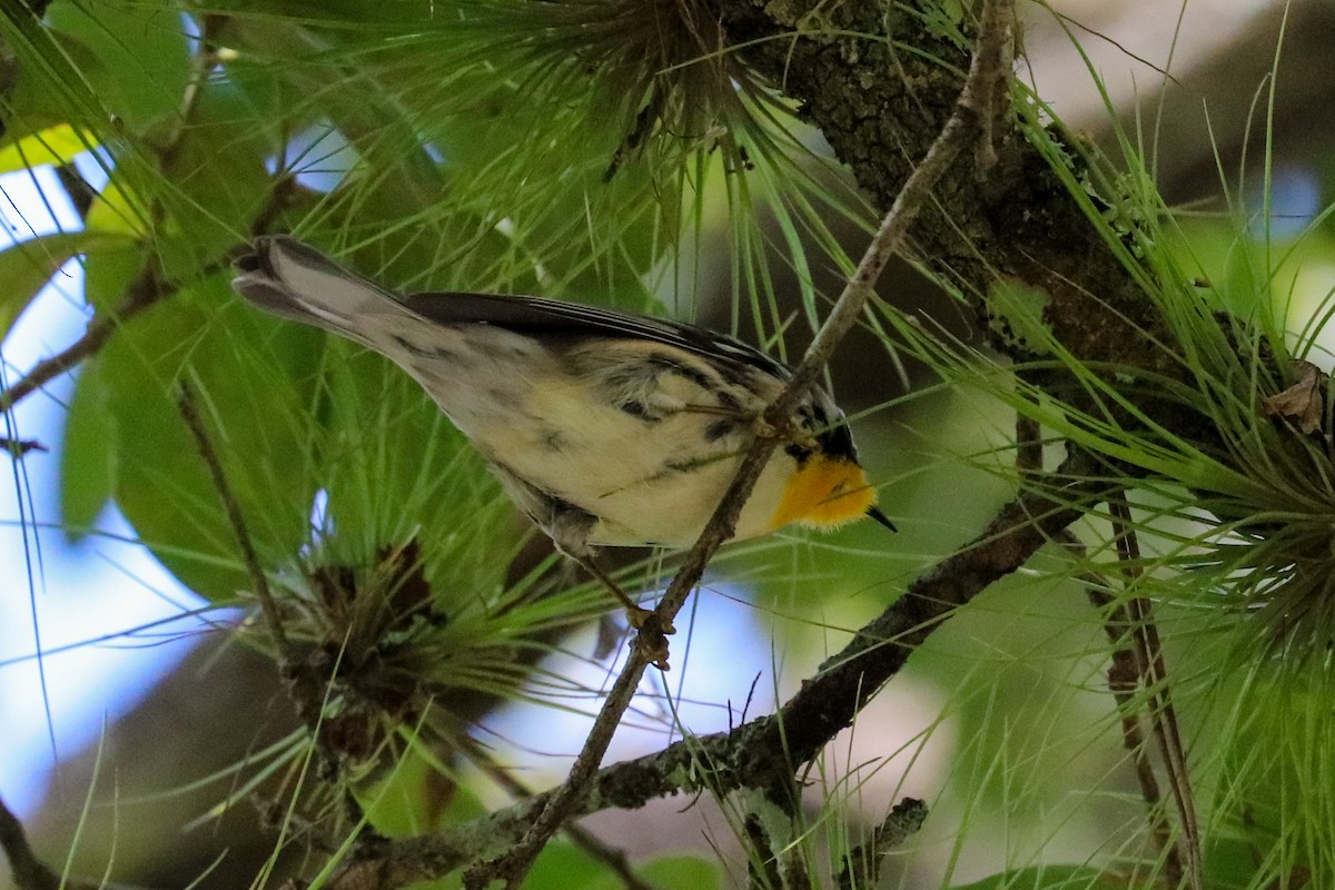 Yellow-throated Warbler - ML623450822