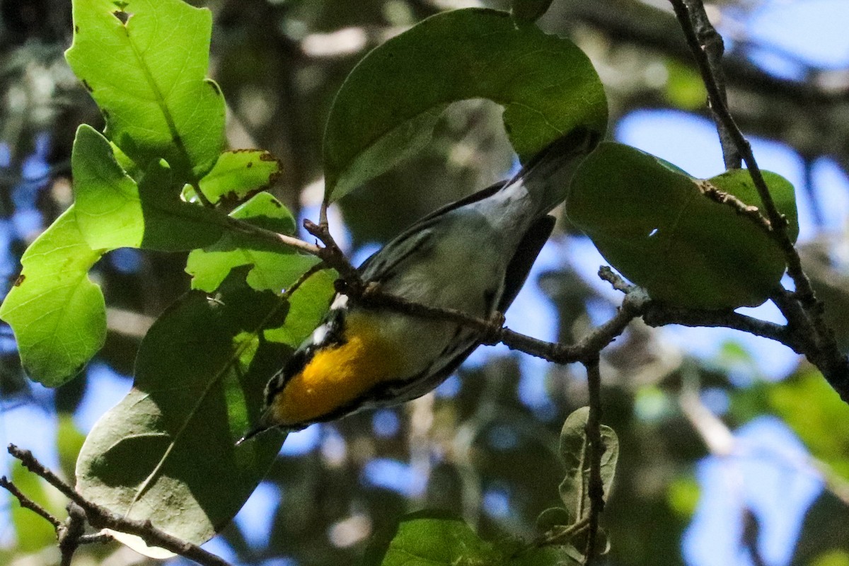 Yellow-throated Warbler - ML623450823