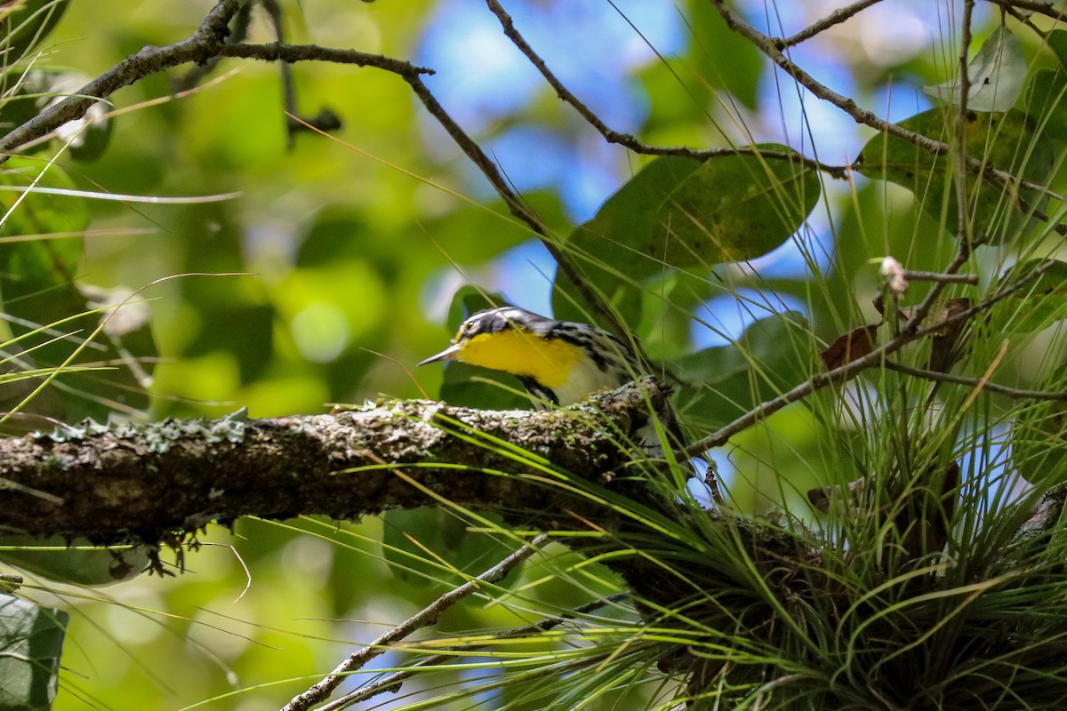 Yellow-throated Warbler - ML623450824