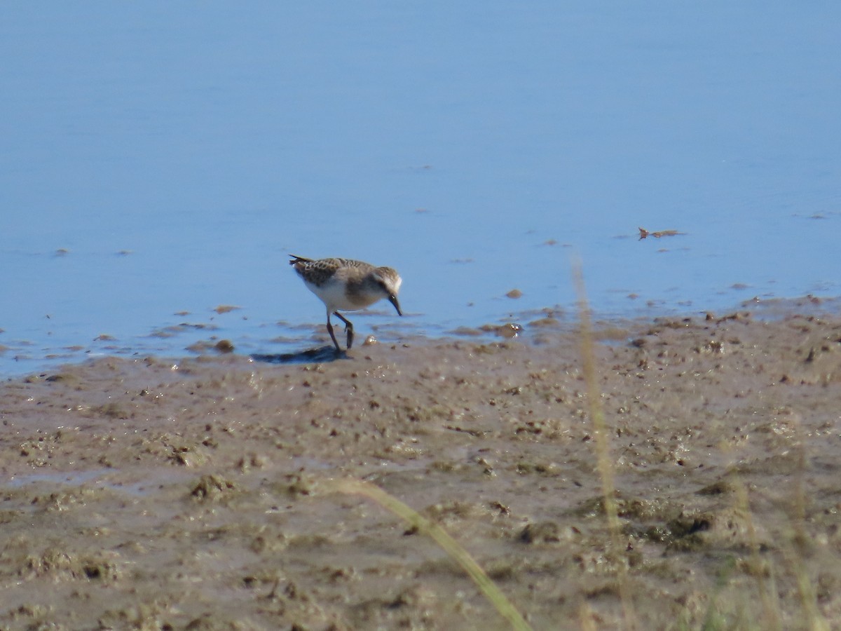 Semipalmated Sandpiper - ML623450831