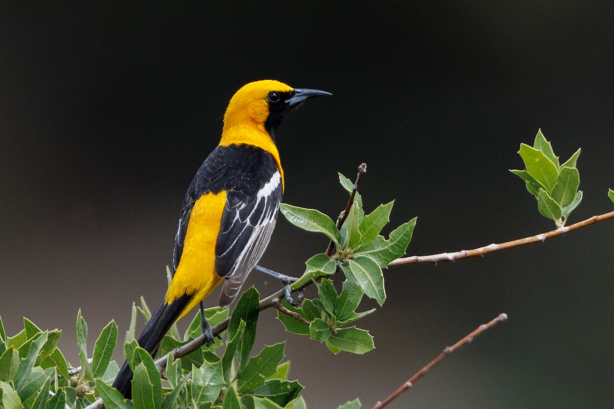 Hooded Oriole - ML623450849