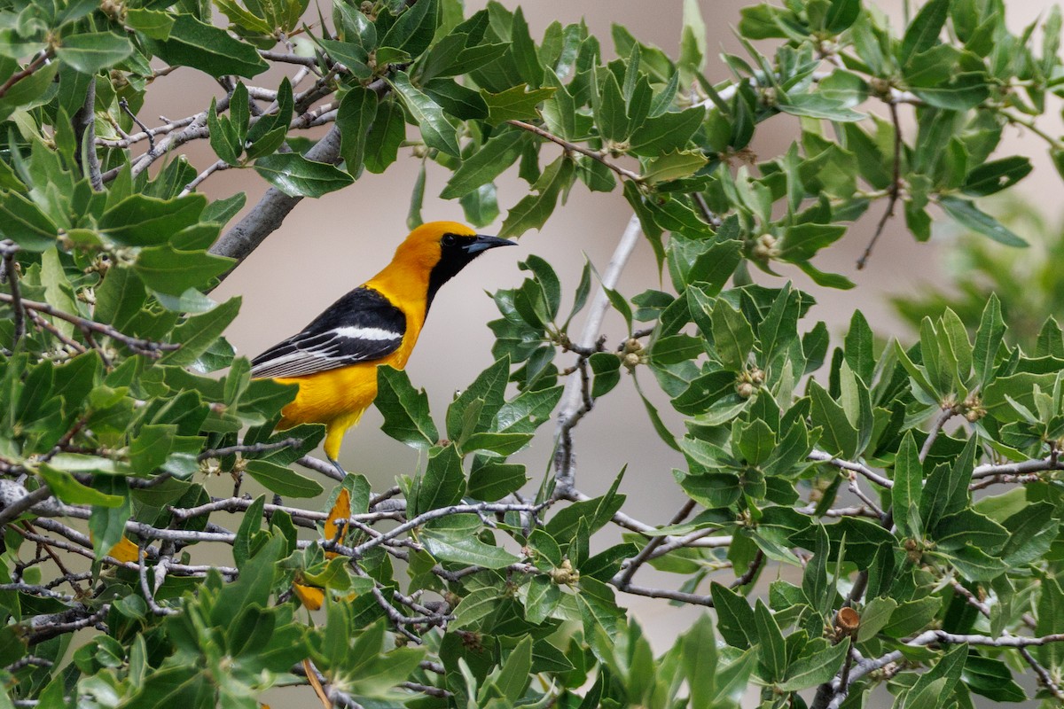 Hooded Oriole - ML623450851