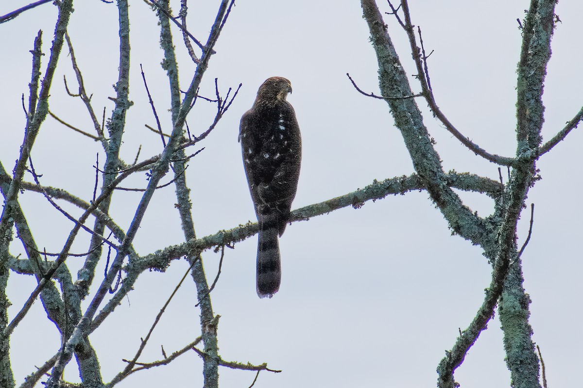 Cooper's Hawk - ML623450857