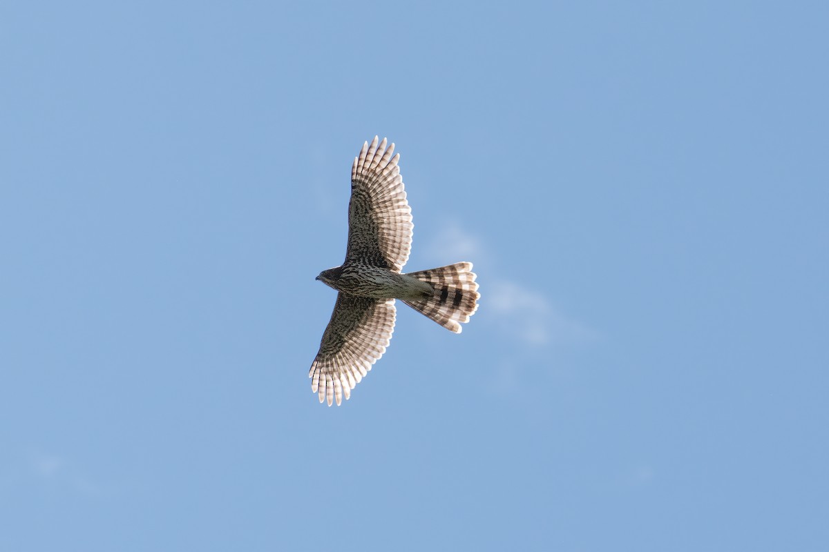 Cooper's Hawk - ML623450858