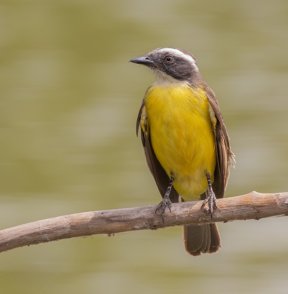 Social Flycatcher - ML623450862