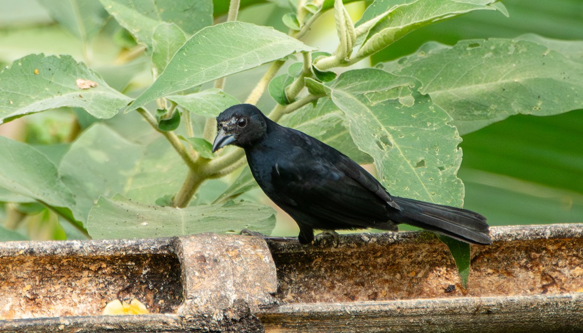 White-lined Tanager - ML623450864