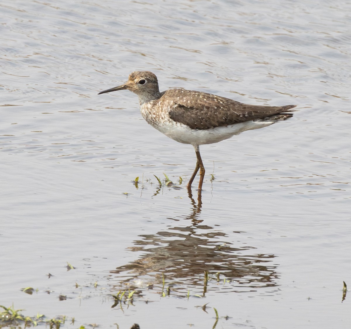 Solitary Sandpiper - ML623450866