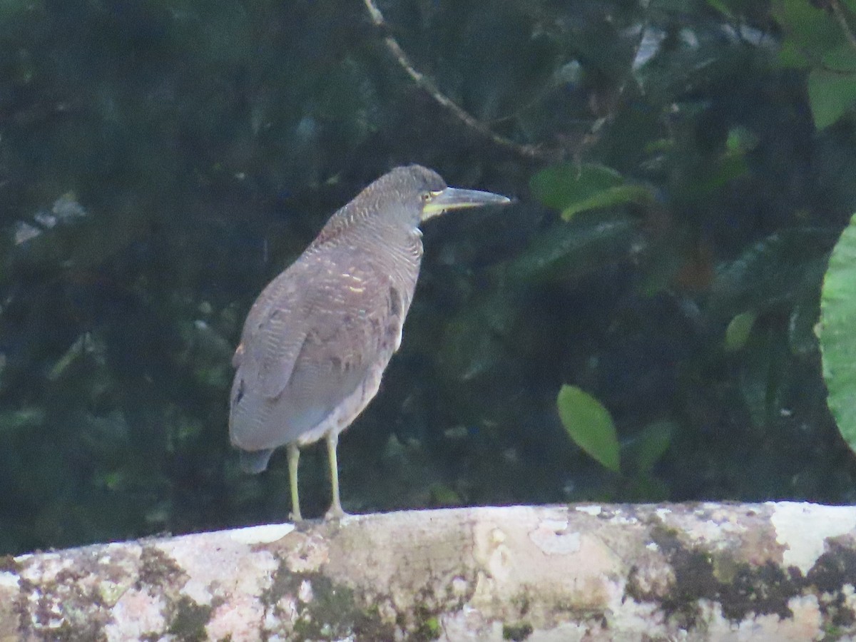 Fasciated Tiger-Heron - ML623450867