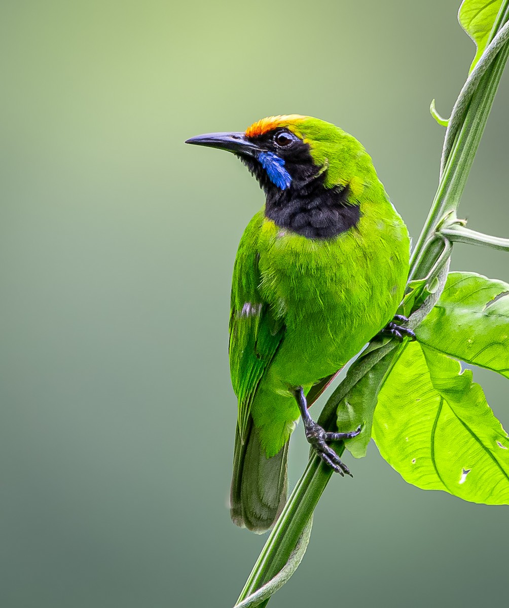 Golden-fronted Leafbird - ML623450868