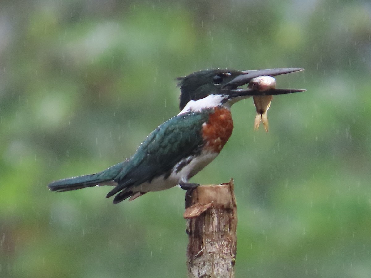 Amazon Kingfisher - ML623450870