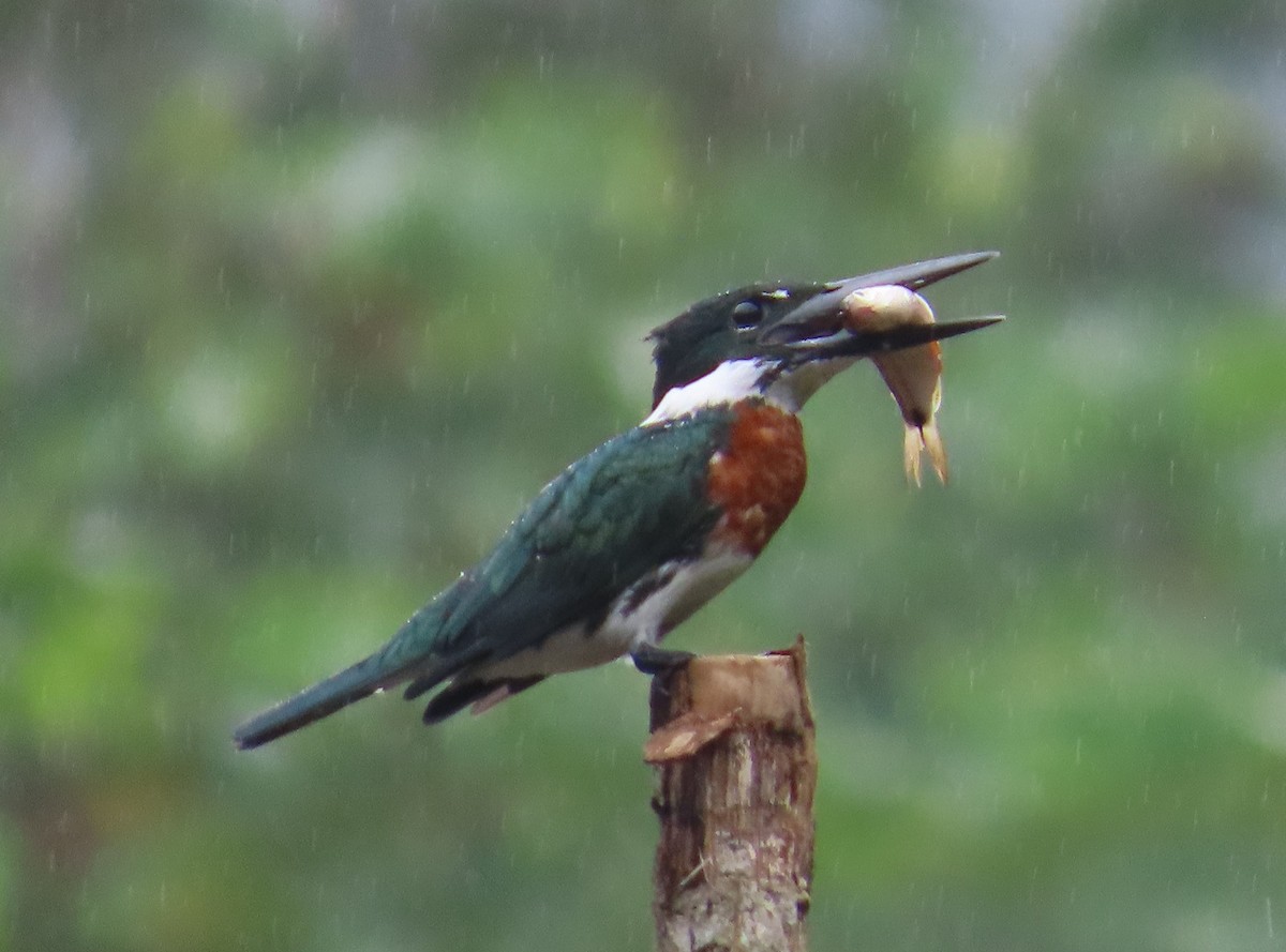 Amazon Kingfisher - ML623450871