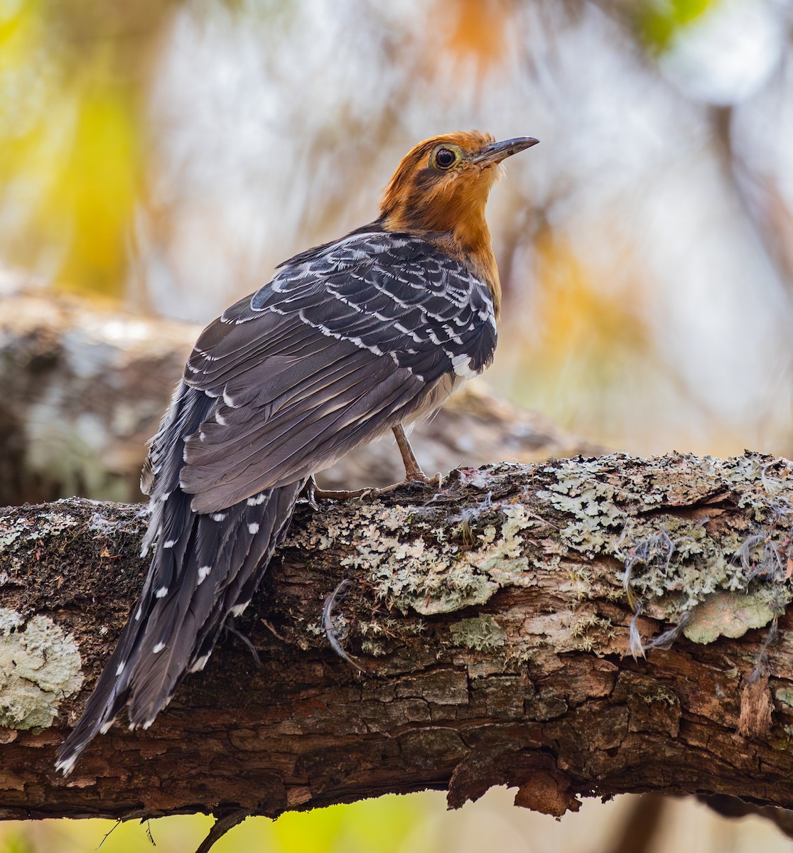 Pavonine Cuckoo - ML623450872