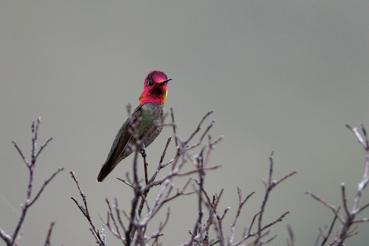 Colibrí de Anna - ML623450887