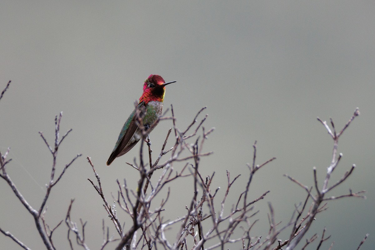 Anna's Hummingbird - ML623450888