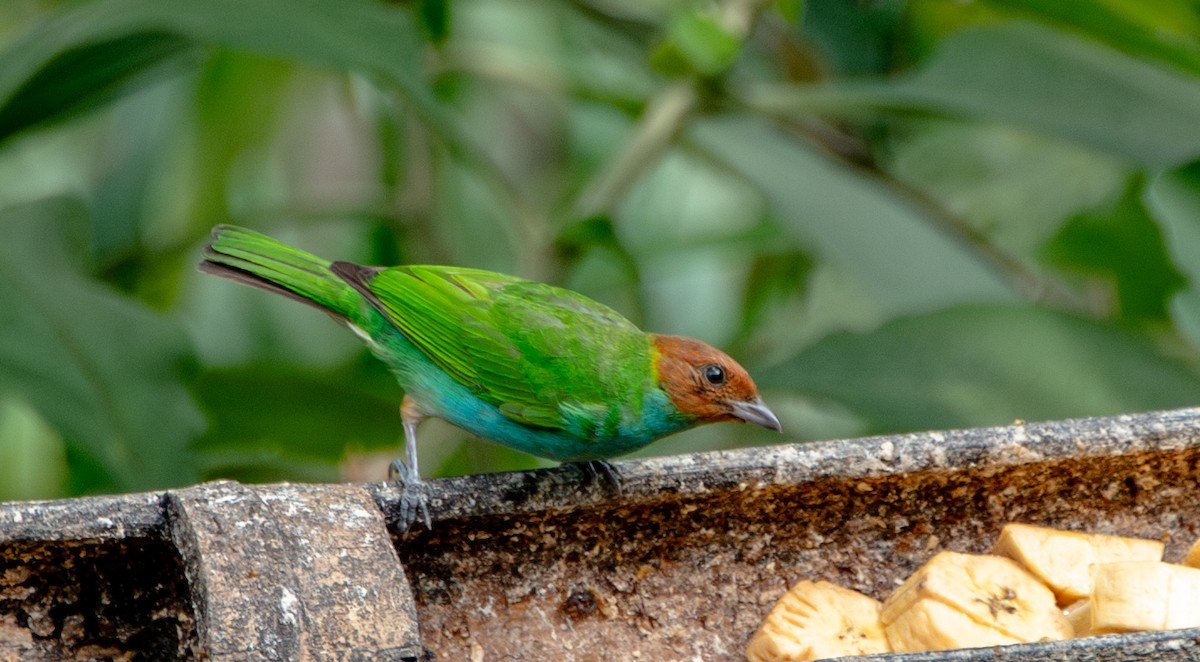 Bay-headed Tanager - ML623450894