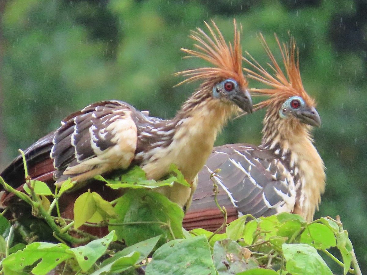 Hoatzin - ML623450906