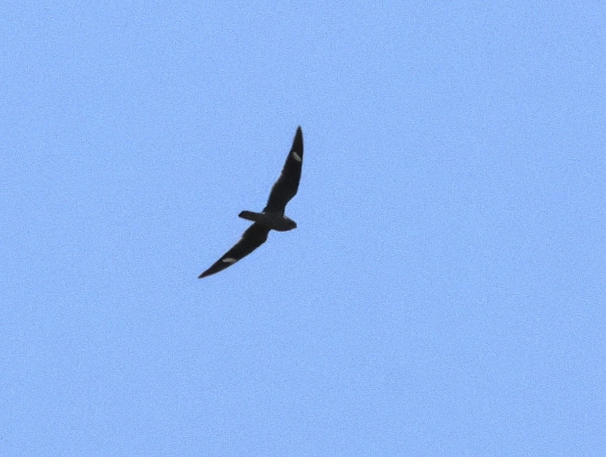 Common Nighthawk - ML623450922