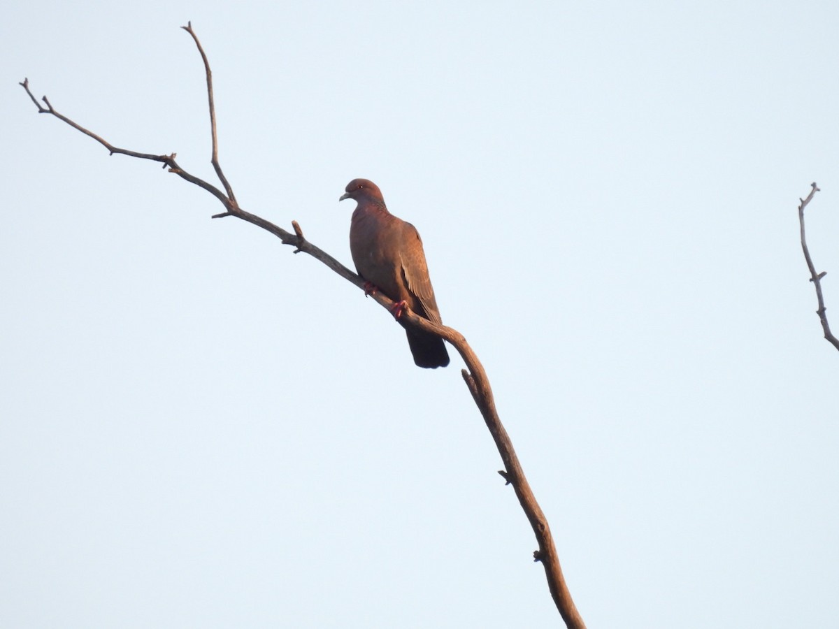 Picazuro Pigeon - Cinthia Franco