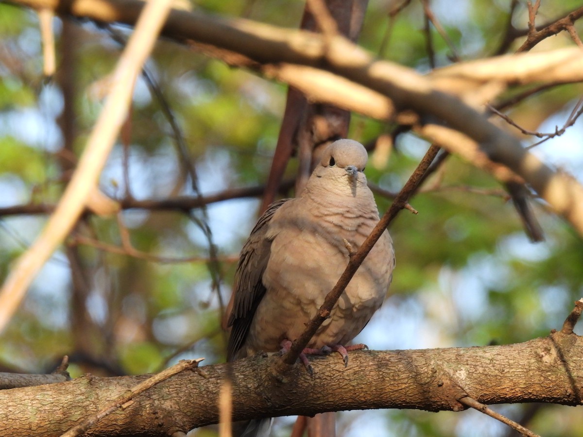 Eared Dove - ML623450945