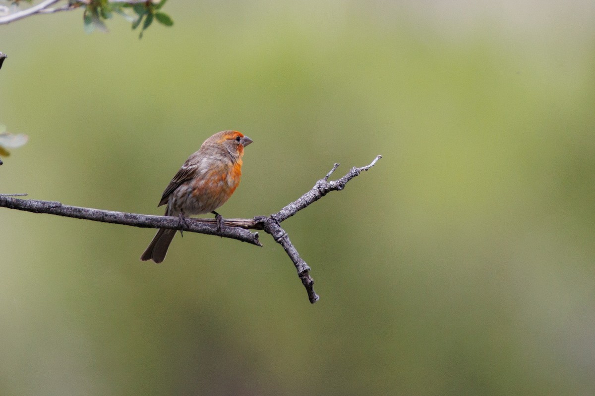 House Finch - ML623450952