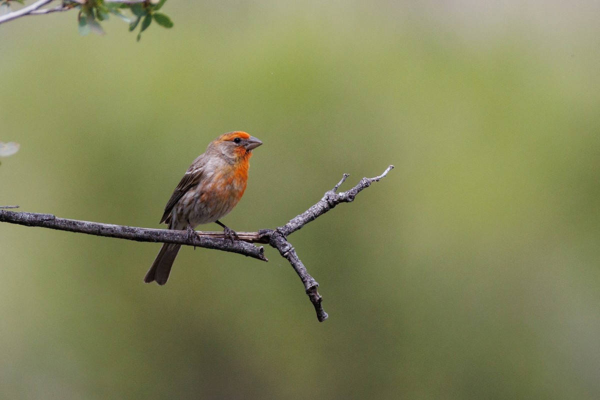 House Finch - ML623450953