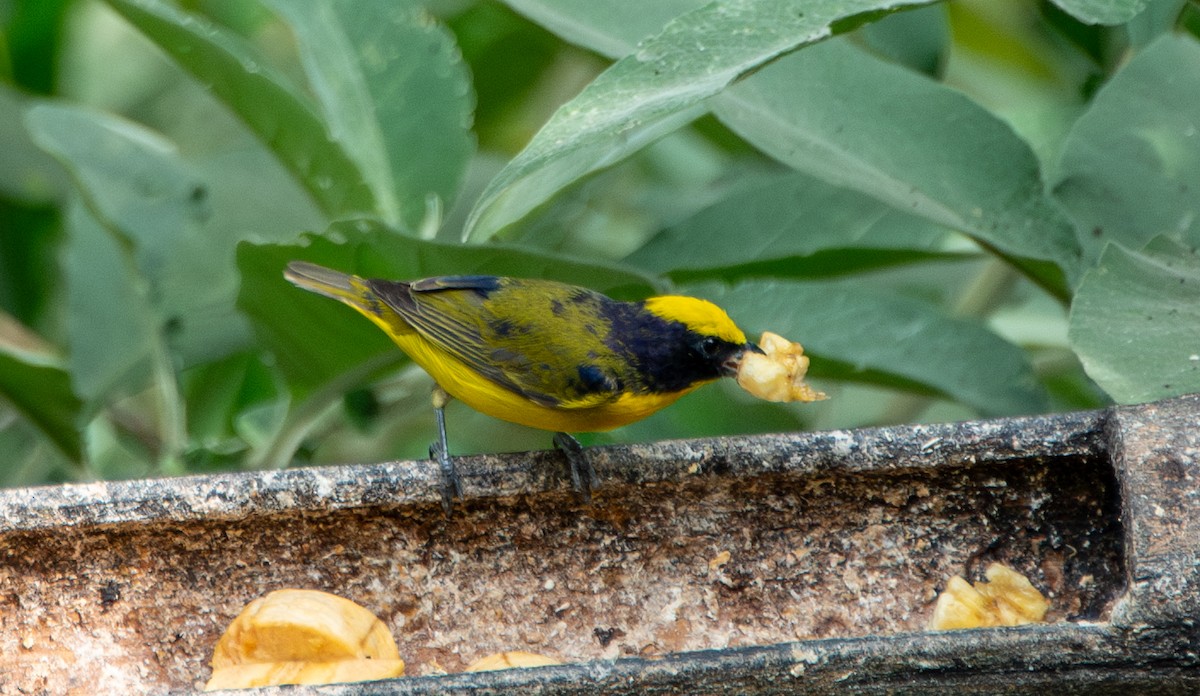 Thick-billed Euphonia - ML623450958