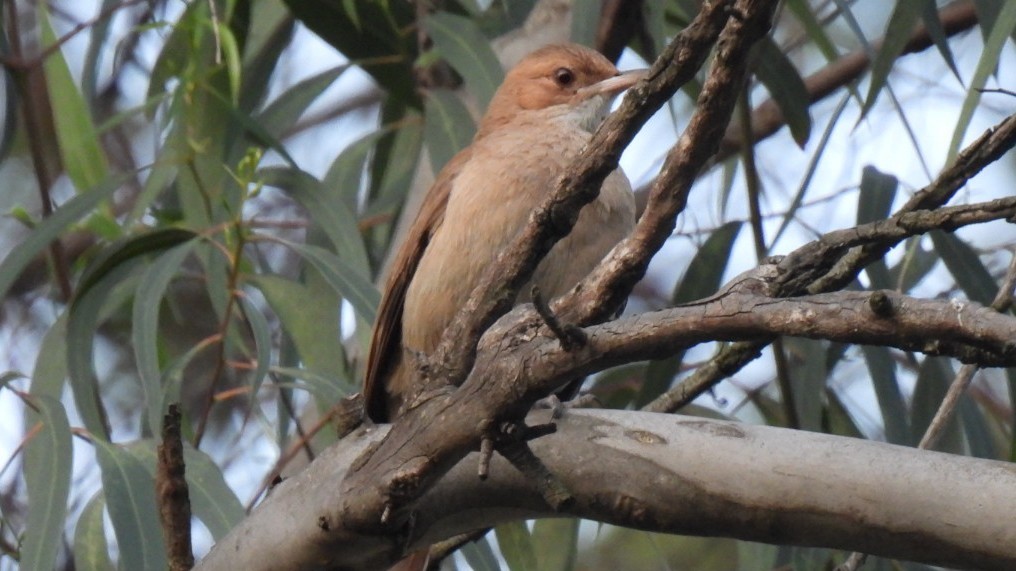 Rufous Hornero - ML623450964