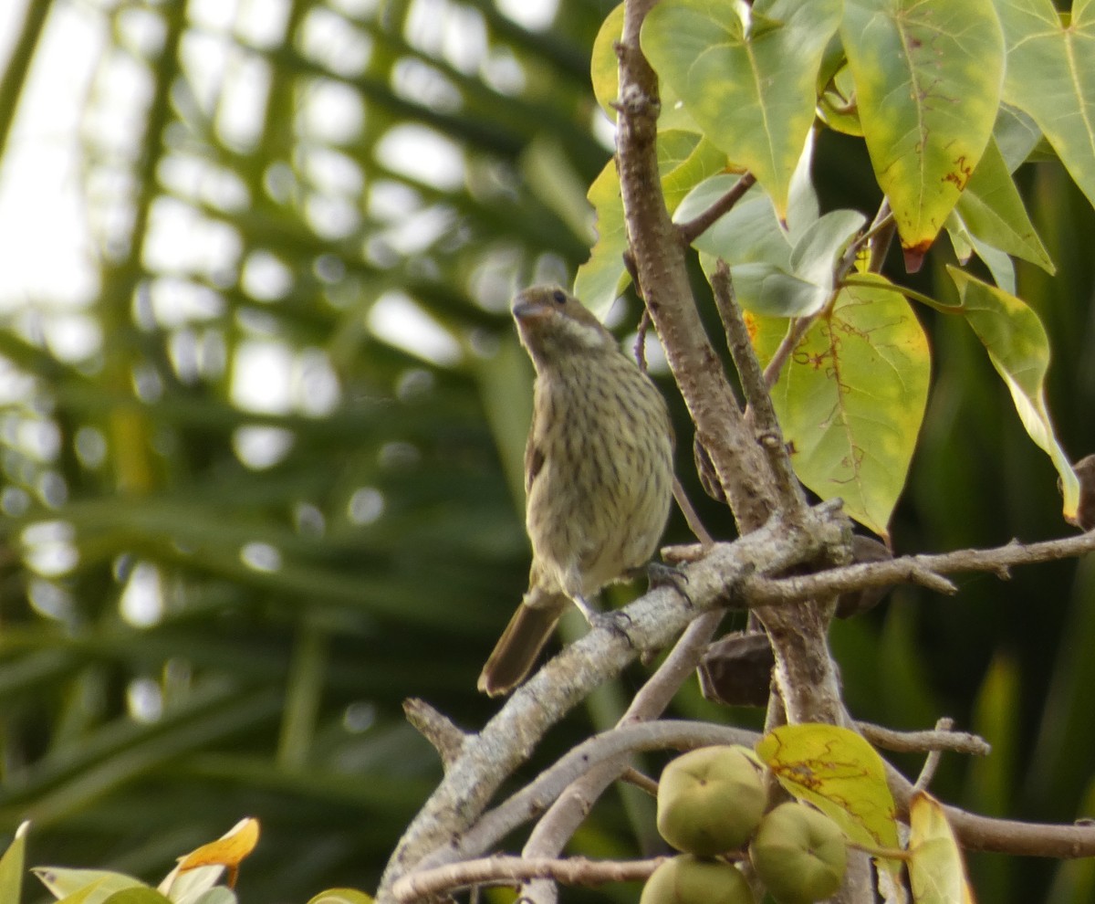 Puerto Rican Spindalis - ML623450974