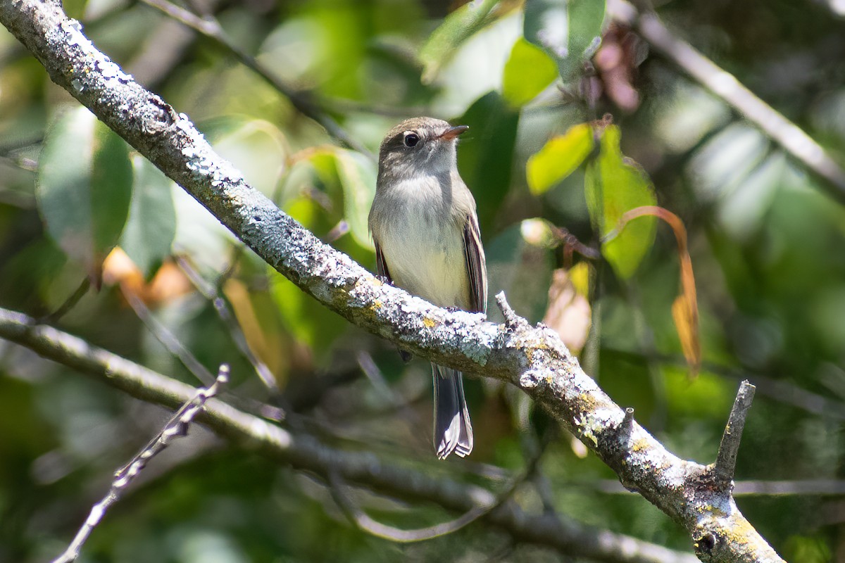 Least Flycatcher - ML623450993