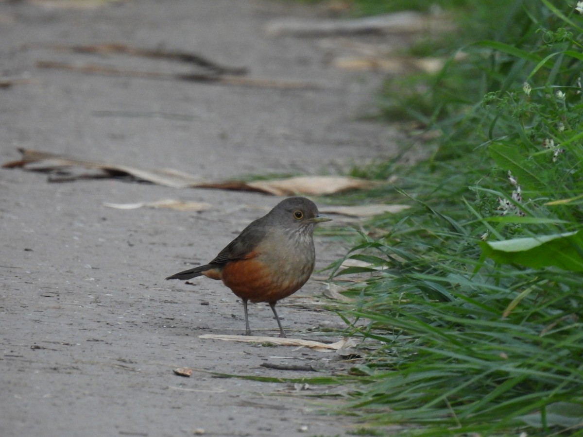 Rufous-bellied Thrush - ML623450997