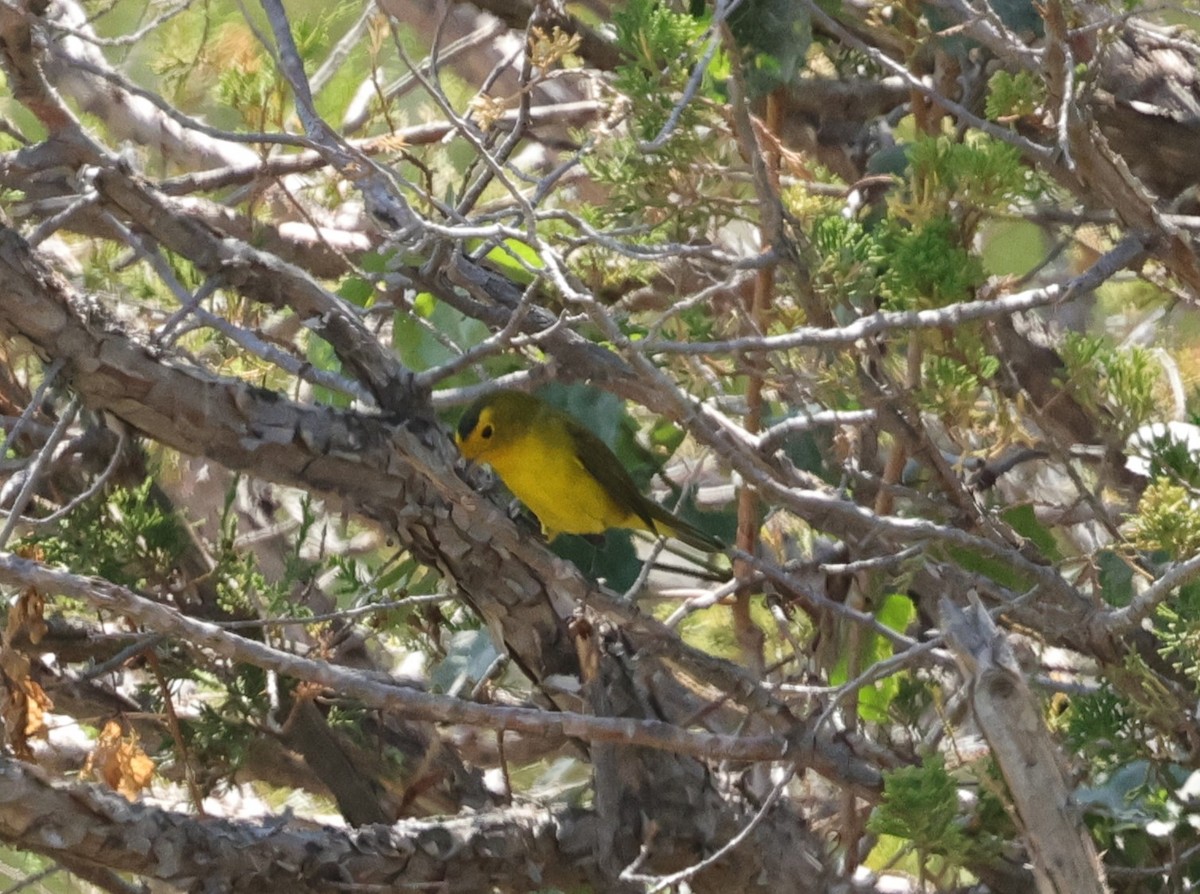 Wilson's Warbler - ML623451003