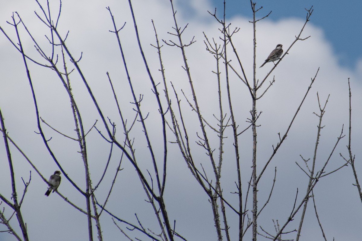 Eastern Kingbird - ML623451004