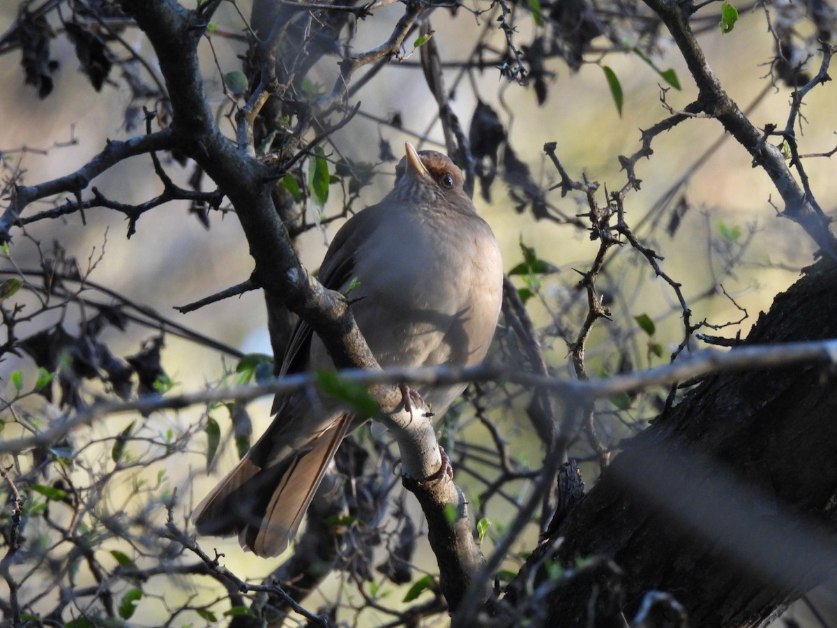 Creamy-bellied Thrush - ML623451006