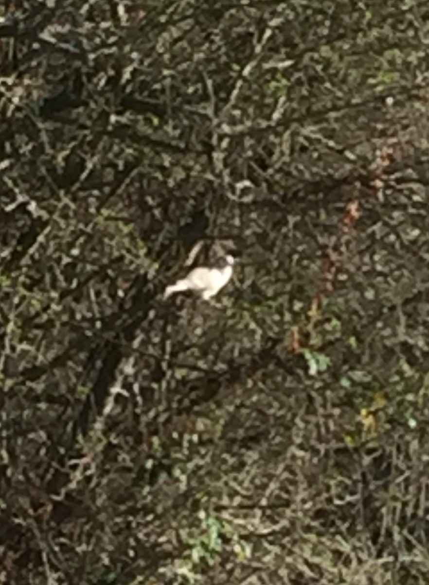 African Collared-Dove - Bev Alexander