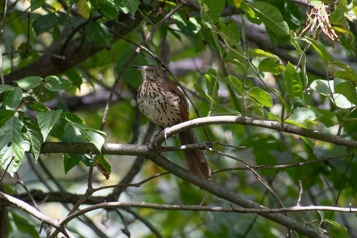 Brown Thrasher - ML623451038