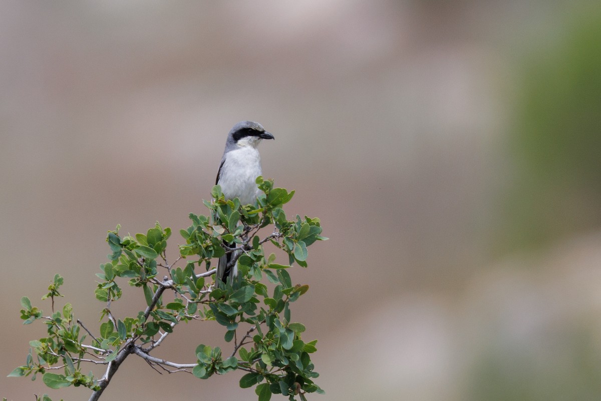 Loggerhead Shrike - ML623451046