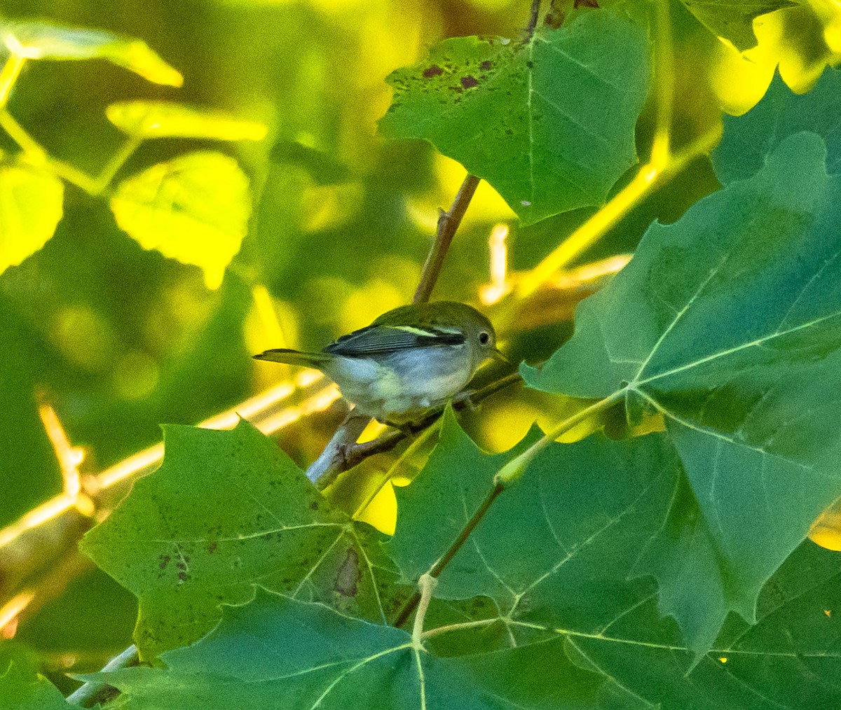 Chestnut-sided Warbler - ML623451059